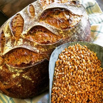 Bounty of the County Whole Grain Sourdough  first overview