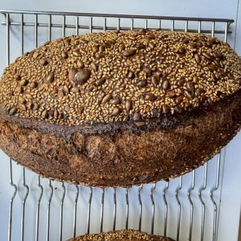 Fiona Appolonia 1.6 kilo Miches and Batards  first overview