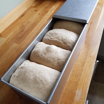 Masa madre alfons,The baby Sourdough pizza, bagel, cookies, sandwich bread, focaccia…. first slice