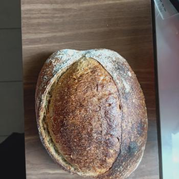 Miaw Plain Sourdough first overview