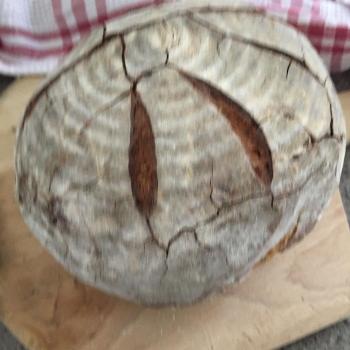 Starter Artisan Sourdough Creations first overview