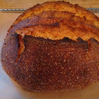 Tony Edison whole wheat & Glenn Emmer whole wheat first overview