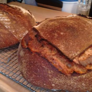 Tony Edison whole wheat & Glenn Emmer whole wheat first slice