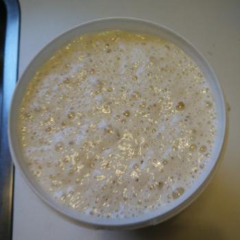 greek yogurt  front shot