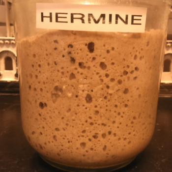 Hermine recipe