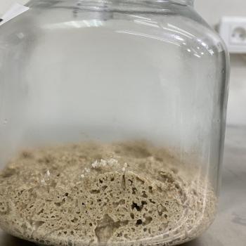 Levain sourdough top shot