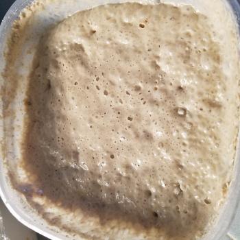 SF style rye starter  jar shot