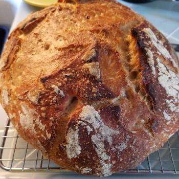 SF style rye starter  top shot