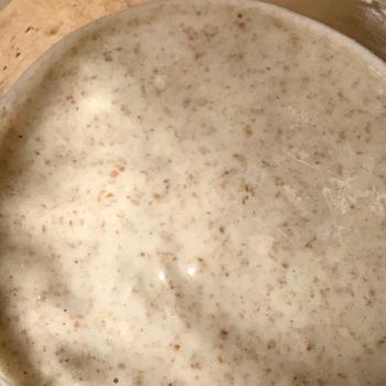 Wheat Starter jar shot